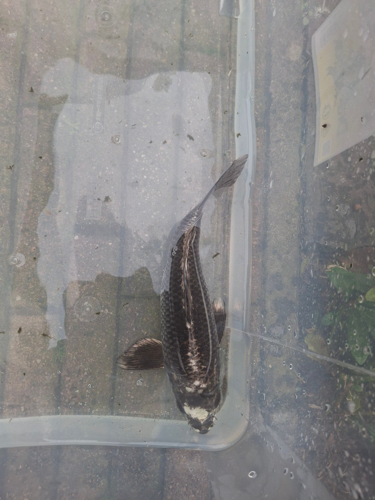 5 koi, Dieren en Toebehoren, Karper of Koi
