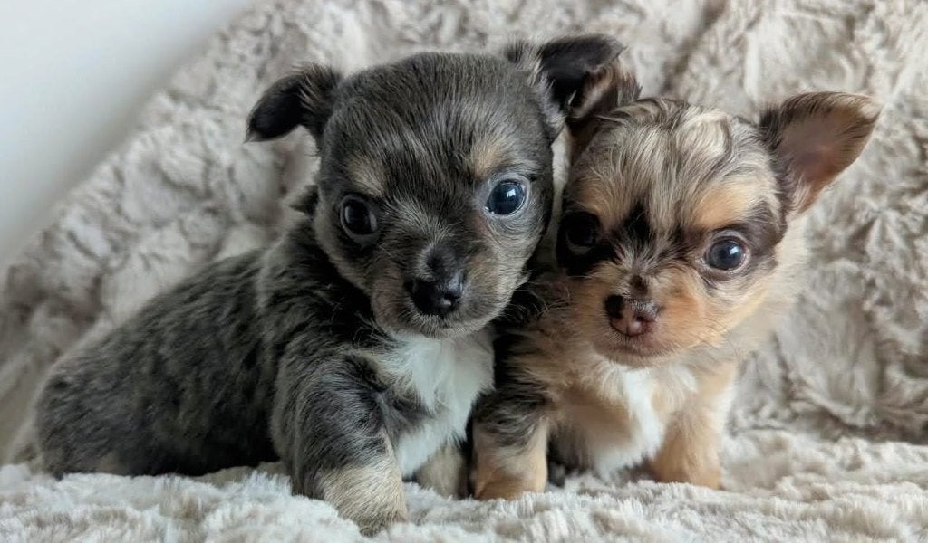 Chihuahua pups, Reu, Meerdere, Chihuahua, Nederland