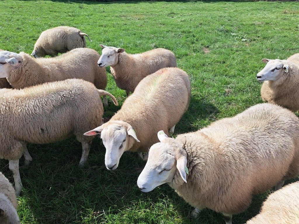 Swifter stamboekrammen 2026 – dekram zwoegervrij, Dieren en Toebehoren, Schapen, Geiten en Varkens, Mannelijk, Schaap, 0 tot 2 jaar