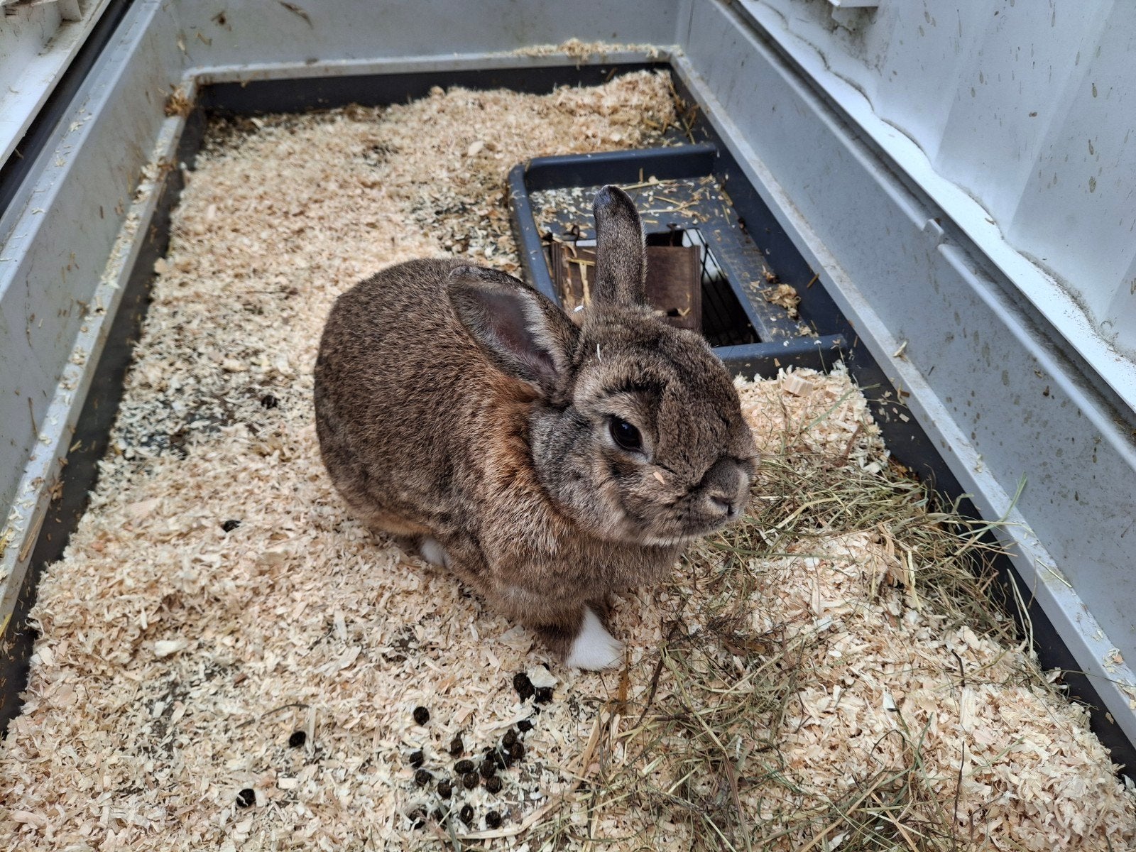 Dwergkonijn, Dieren en Toebehoren, Konijnen, Vrouwelijk