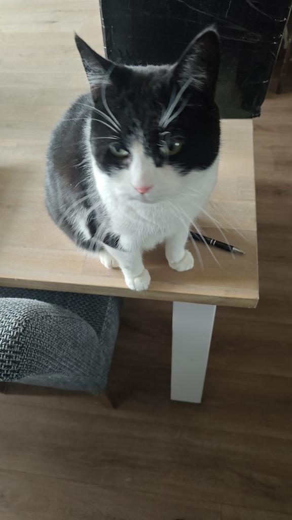 Oreo zoekt een nieuw huisje, Kater