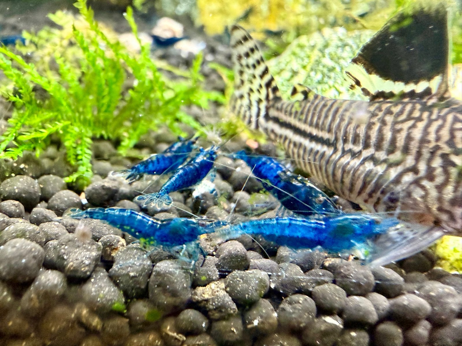 Neocaridina blue dream garnalen 🦐, Dieren en Toebehoren, Kreeft, Krab of Garnaal