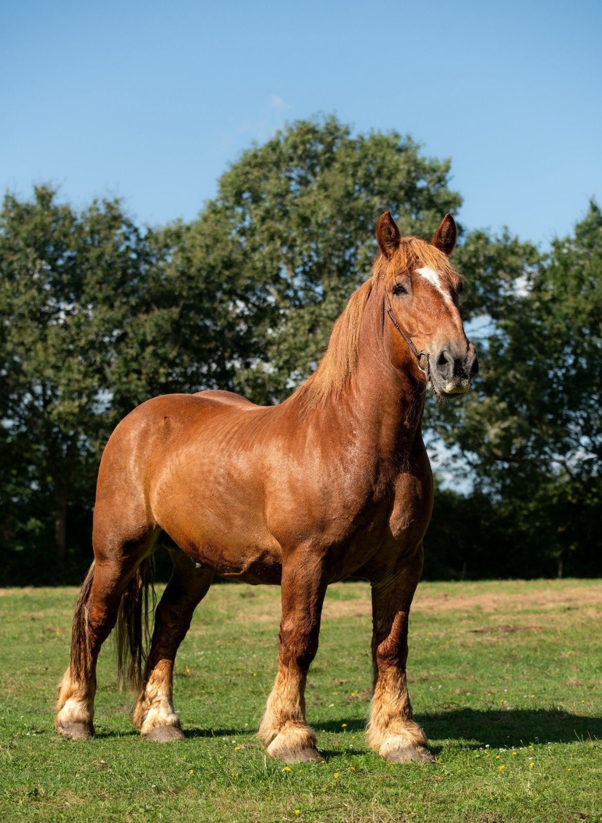 gave ardenner, Met stamboom, Ruin, Niet van toepassing, 3 tot 6 jaar