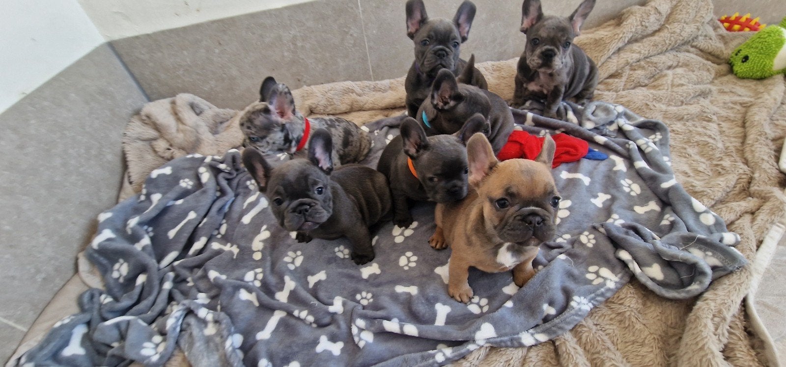 Prachtige Franse Bulldog pups zoeken een liefdevol thuis, 8 tot 15 weken, Meerdere, Meerdere dieren, Nederland