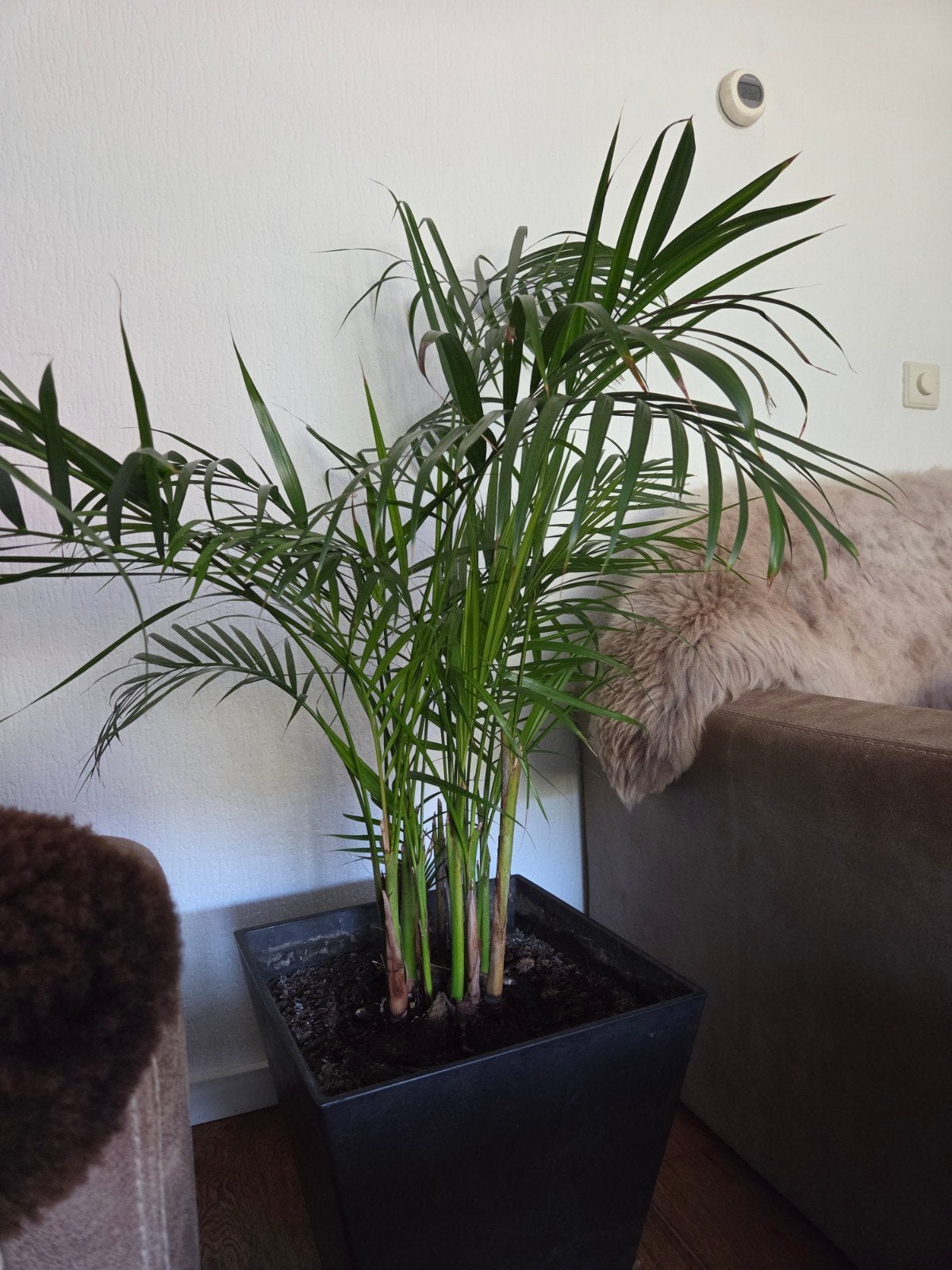 Goudpalm Areca Palm Dypsis Lutescens, Ophalen, 100 tot 150 cm, Palm, Halfschaduw