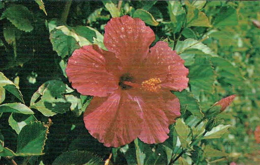 Aruba Hibiscus Bloem, Verzamelen, Verzenden, 1960 tot 1980, Ongelopen, Natuur