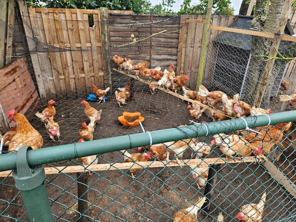 20 Leghennen te koop, Dieren en Toebehoren, Ophalen, Zo goed als nieuw, Kippenhok of Kippenren