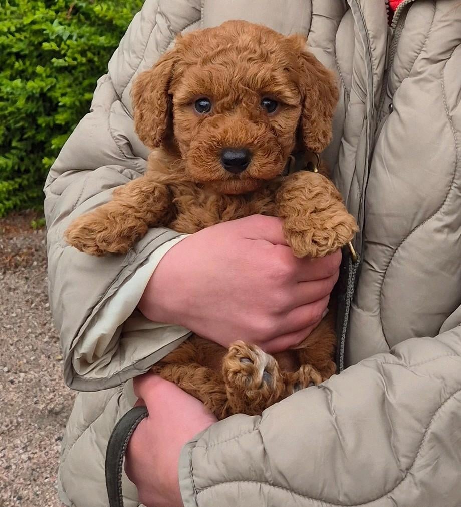 Toypoedel reu 8,5 week oud., Reu, 8 tot 15 weken, Eén hond, Nederland