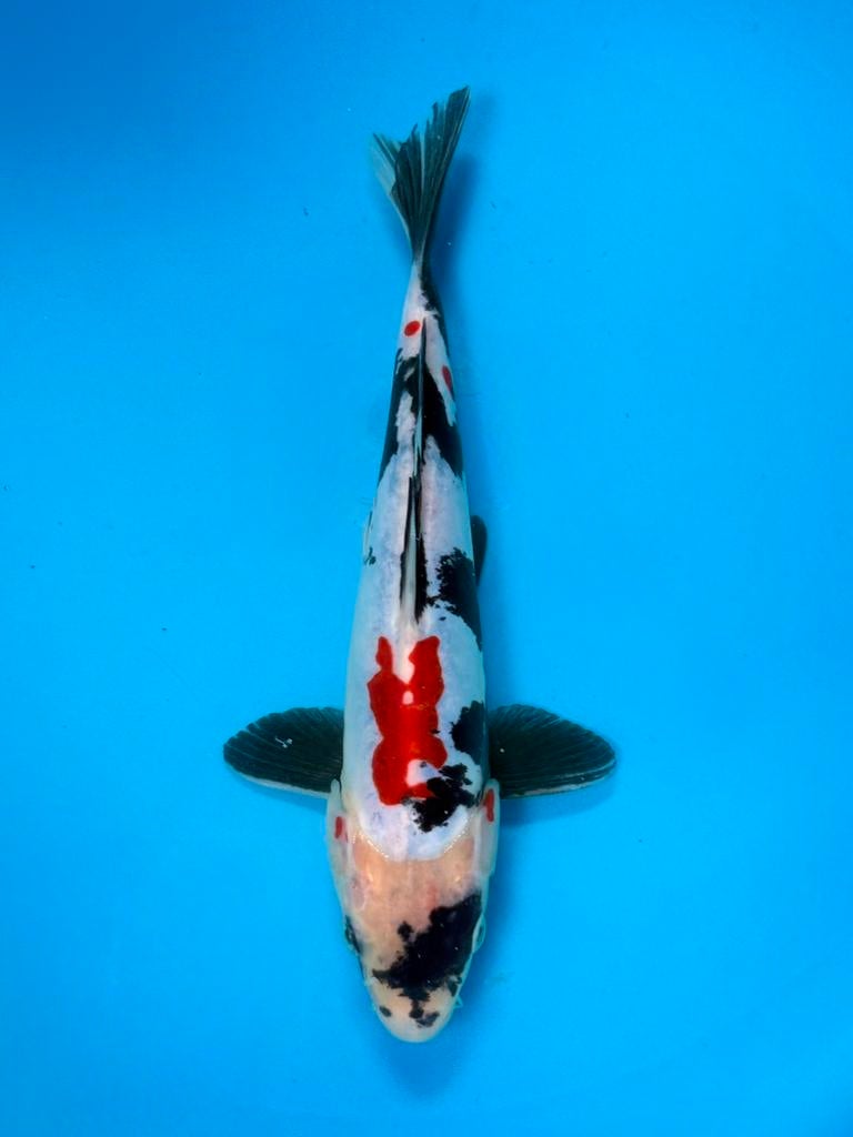 Doitsu Showa | Kawakami | Tosai | 18–25 cm | Japanse Koi, Karper of Koi