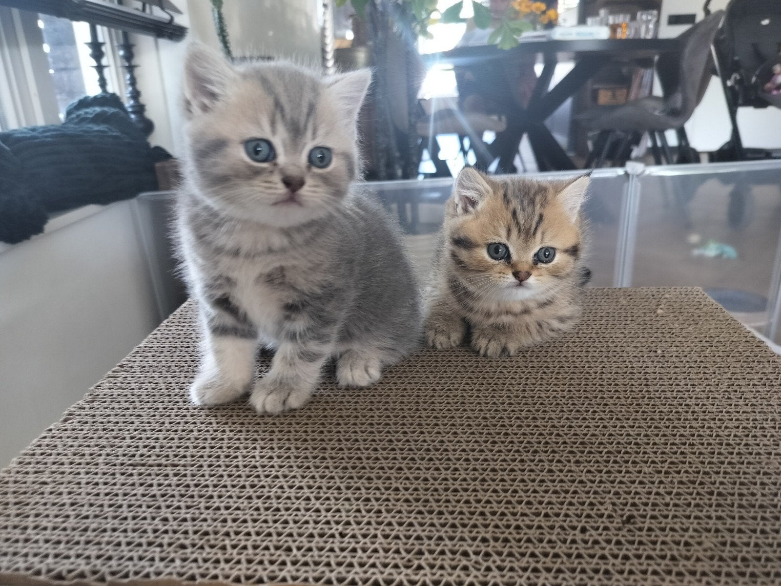 Nog 2 Brits korthaar kittens uit golden lijnen met stamboom, Meerdere dieren, Met stamboom