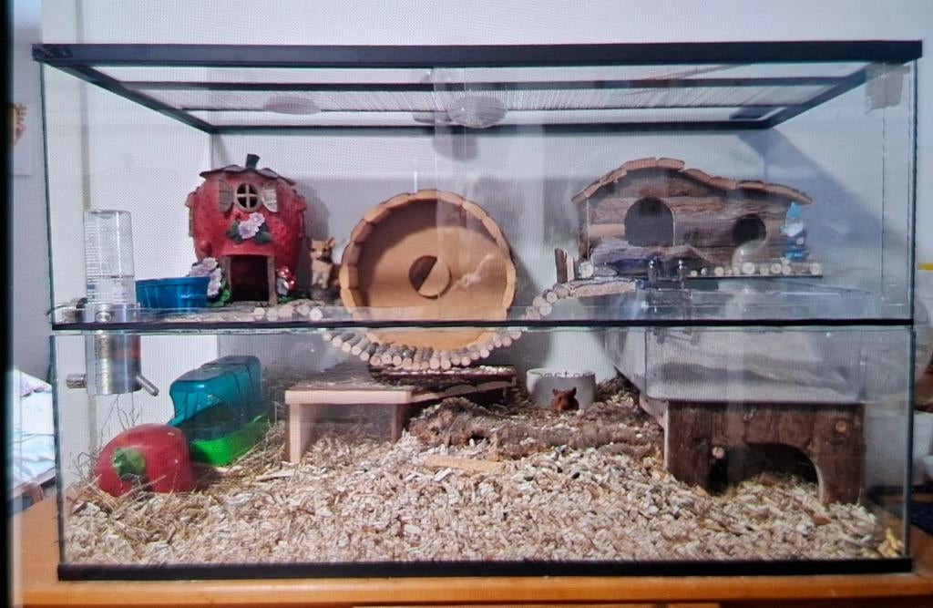 Hamsterkooi, Dieren en Toebehoren, Knaagdieren en Konijnen | Hokken en Kooien, Overige typen, Zo goed als nieuw, Hamster, 75 tot 110 cm