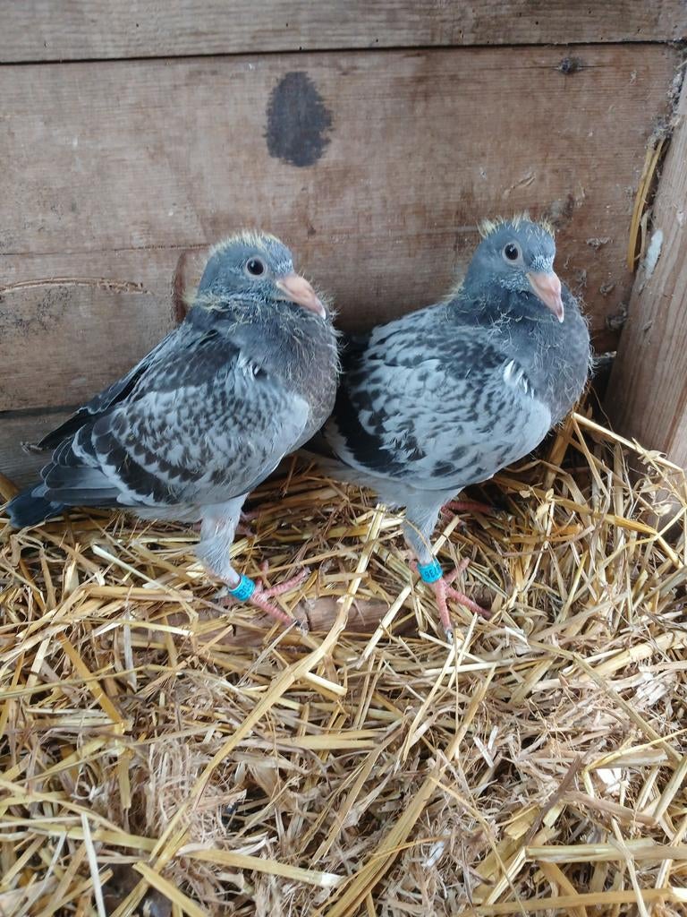 2 jonge postduiven, goede lijnen, Dieren en Toebehoren, Vogels | Duiven, Meerdere dieren, Postduif