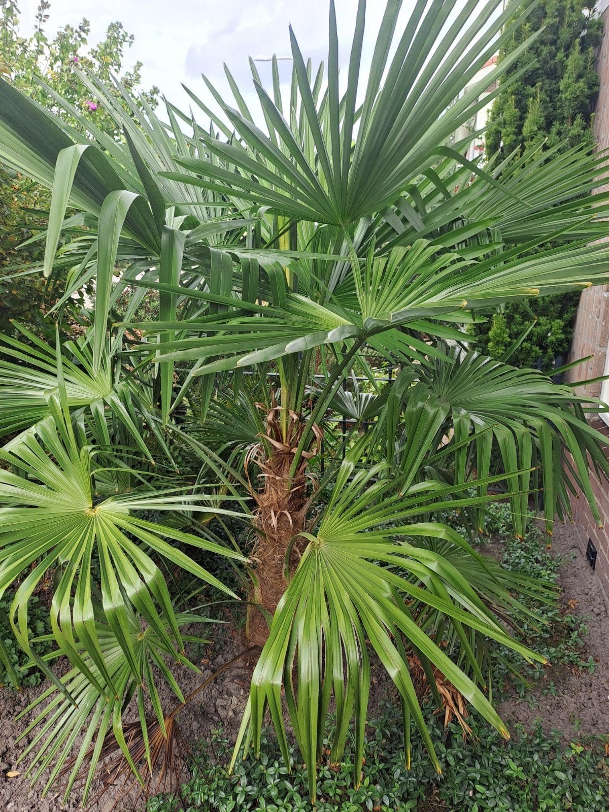 Chinese waaier palm, Ophalen, Najaar, Halfschaduw