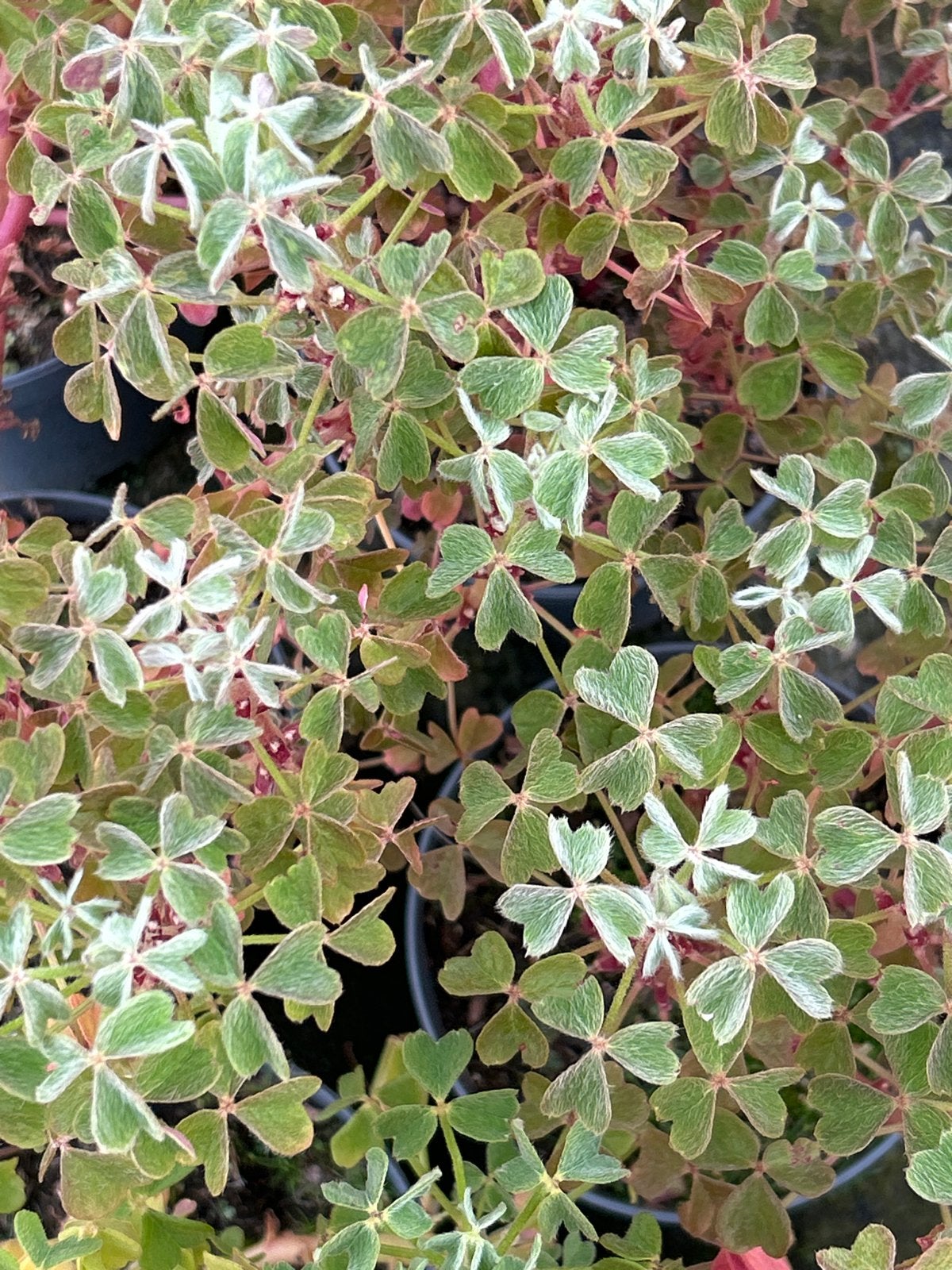 Oxalis tuberosa gold in 2 liter pot, Overige soorten, Volle zon, Vaste plant, Ophalen of Verzenden