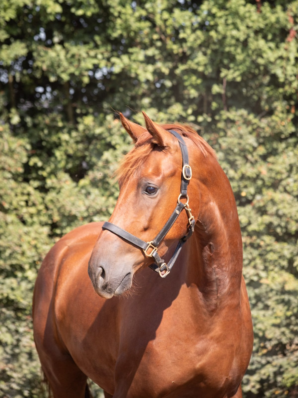 Knappe en leuke 4-jarige ruin te koop, Dieren en Toebehoren, Paarden, Ruin, Dressuurpaard, 3 tot 6 jaar