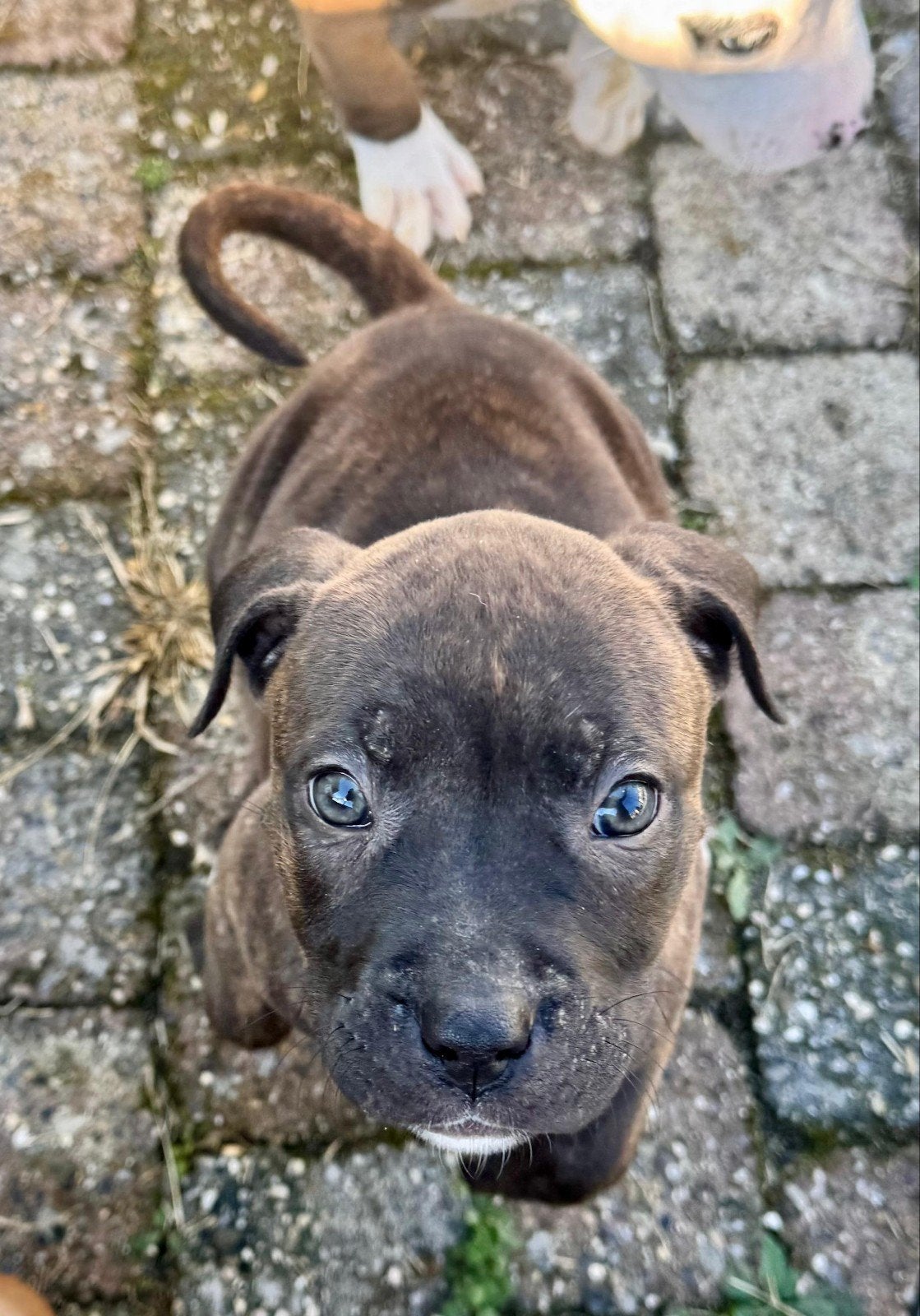 Stafford pups zoeken het perfecte mandje, 8 tot 15 weken, Meerdere, Meerdere dieren, Nederland