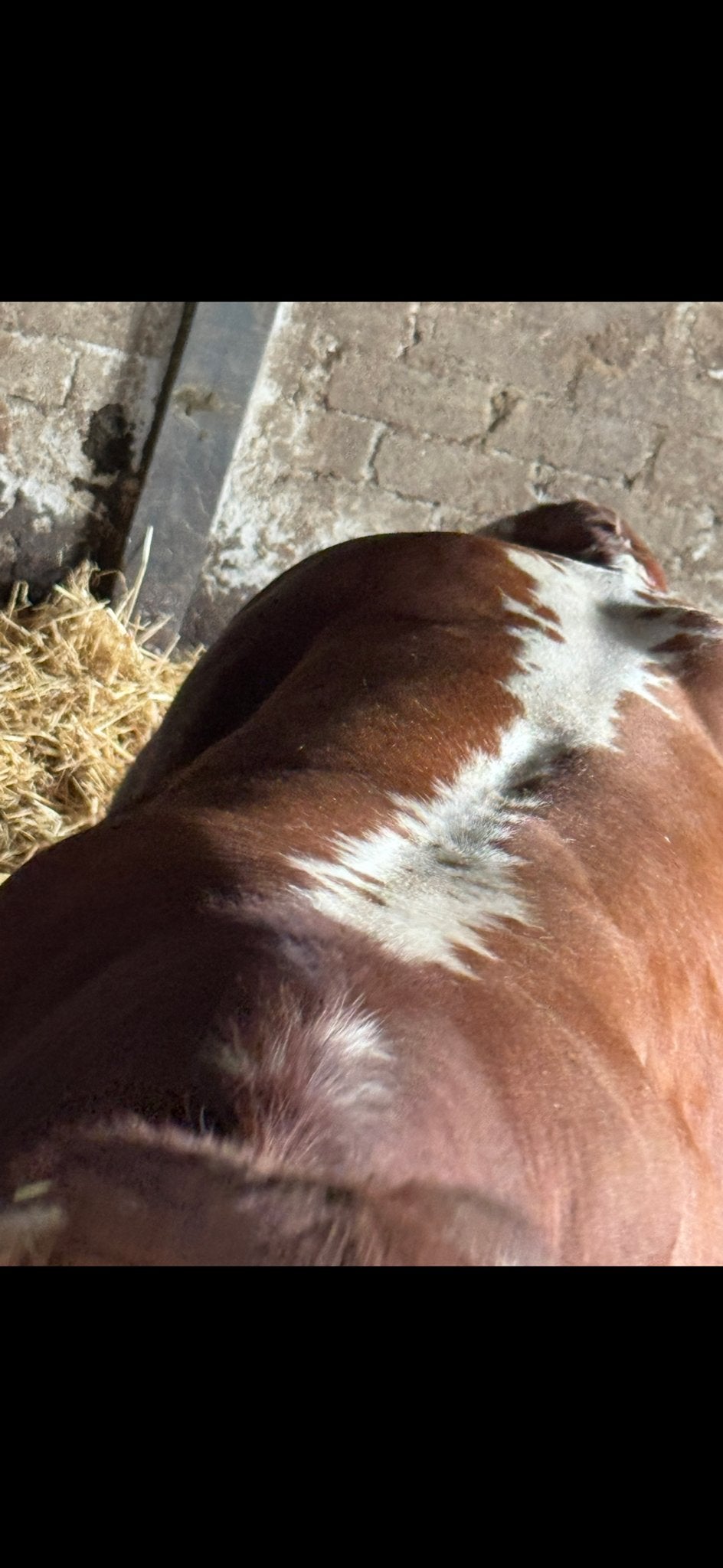 Super luxe drachtige dikbilvaars, Dieren en Toebehoren