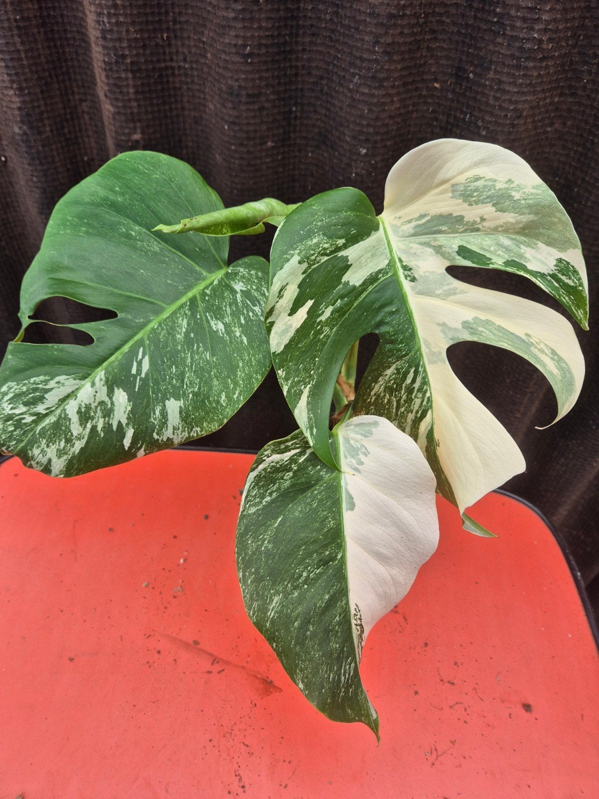 Monstera Deliciosa Variegata p12 (18)