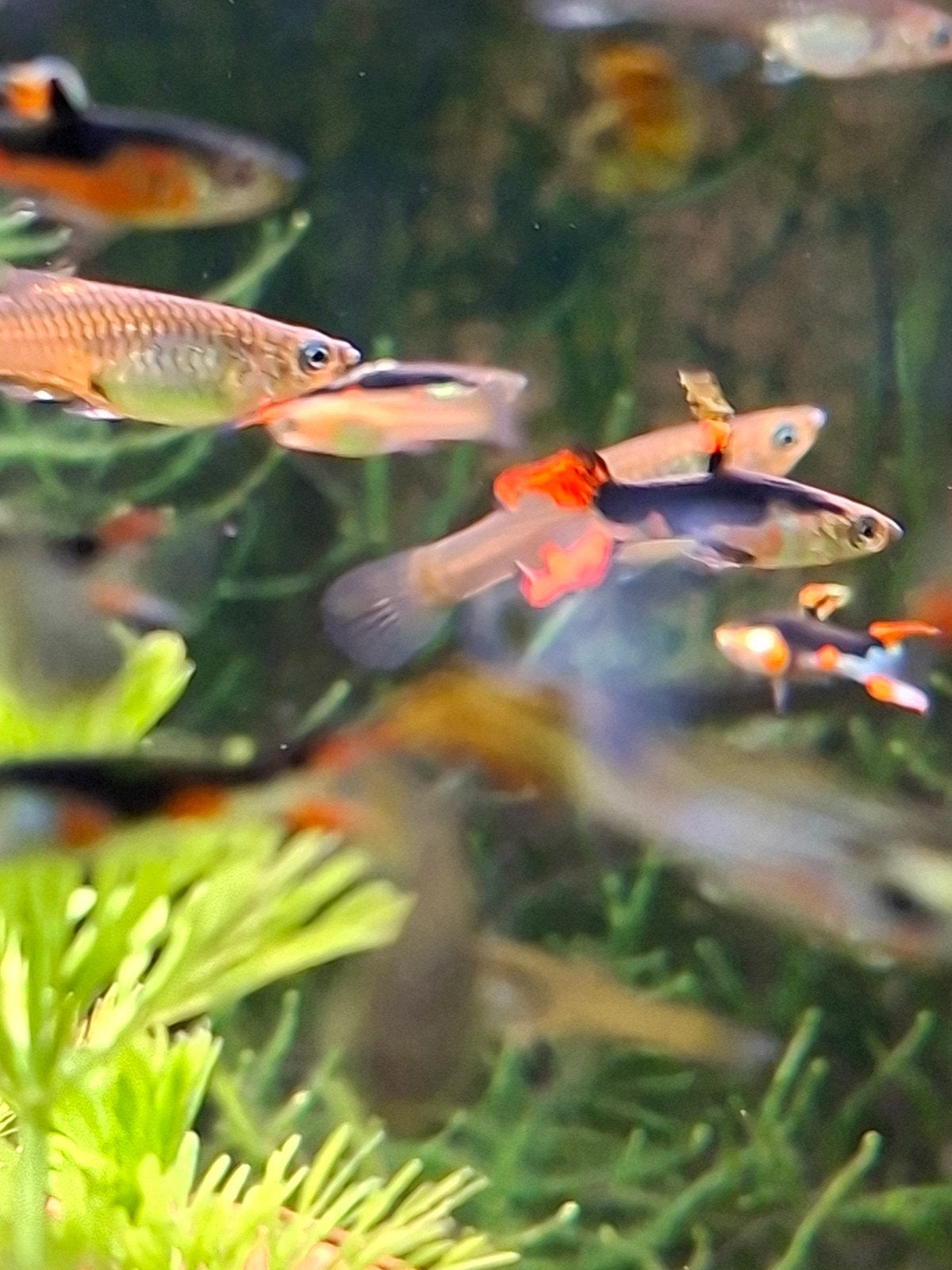 endler guppen, Dieren en Toebehoren, Vissen | Aquariumvissen, Vis