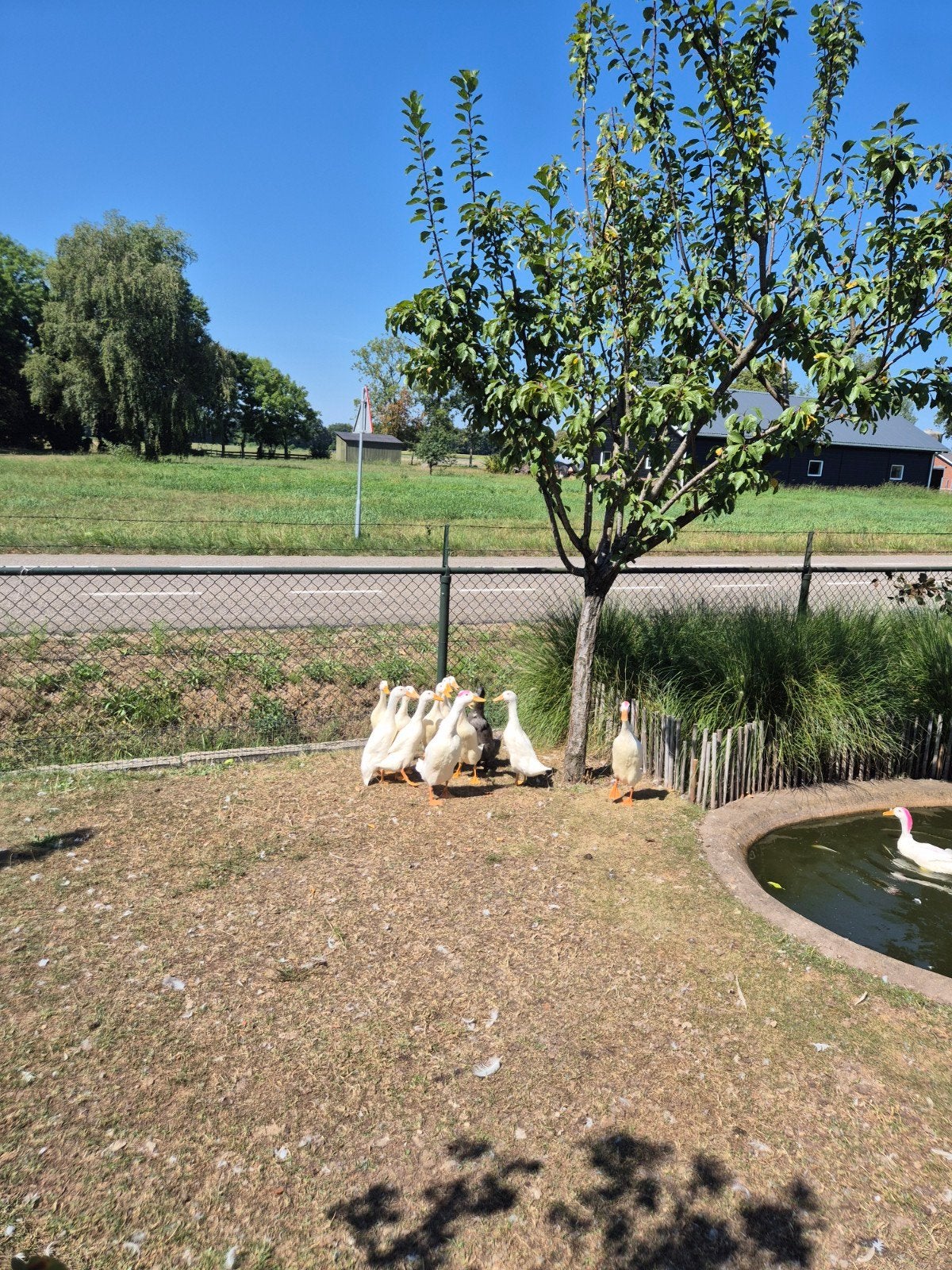 te koop 10 loopeenden, Meerdere dieren, Eend
