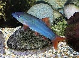 Botia modesta - Blauwe botia - Koidream Valburg, Vis, Zoetwatervis