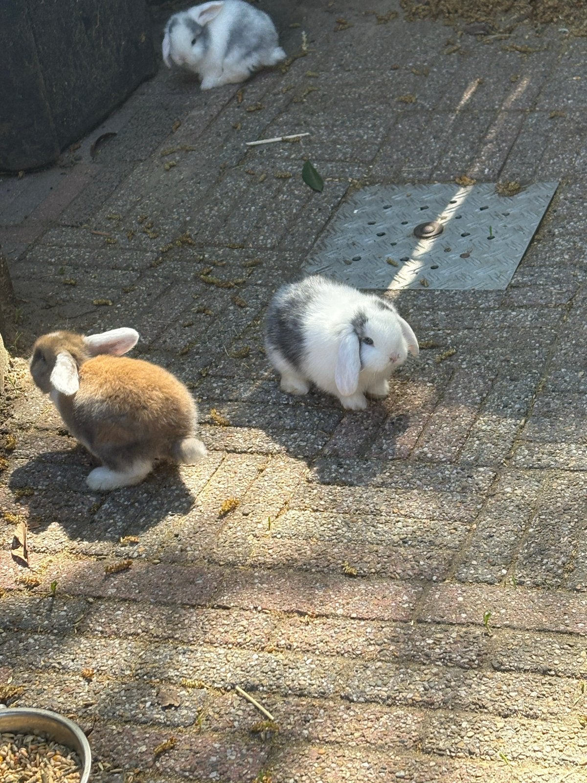 Mooi minilop konijn, Dieren en Toebehoren, Konijnen, Mannelijk, Dwerg