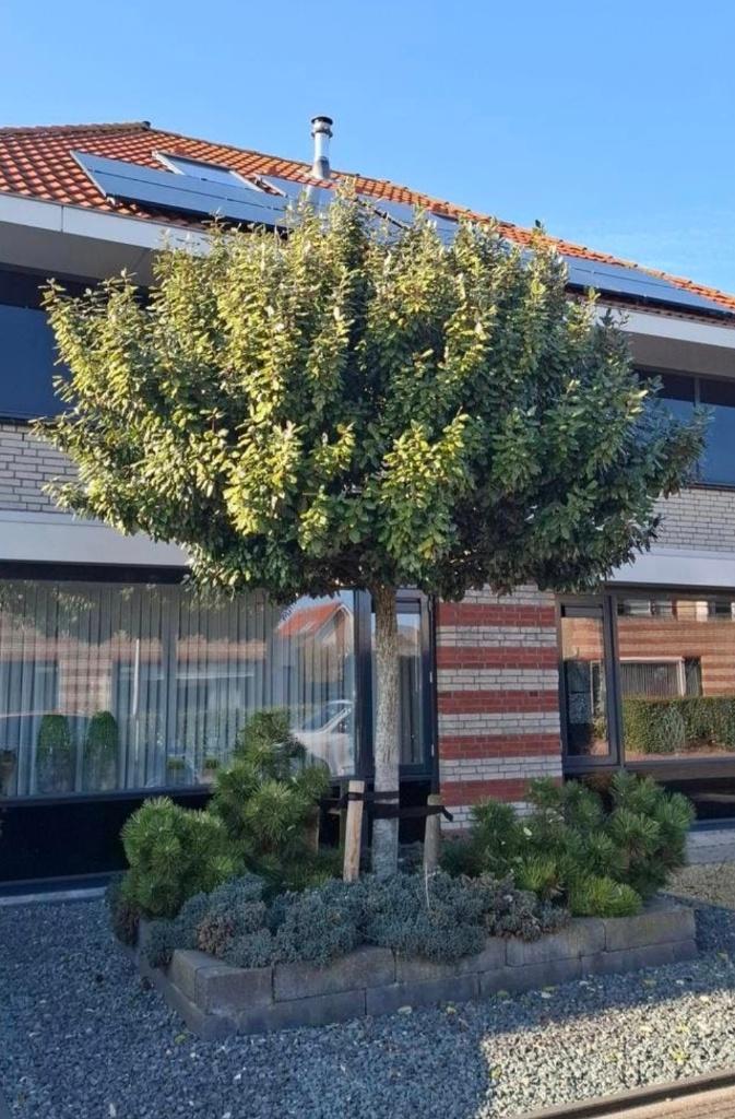Prachtige gezonde olijfwilg (Elaeagnus ebbingei) +/-4 meter, Ophalen, Volle zon, Overige soorten, 250 tot 400 cm