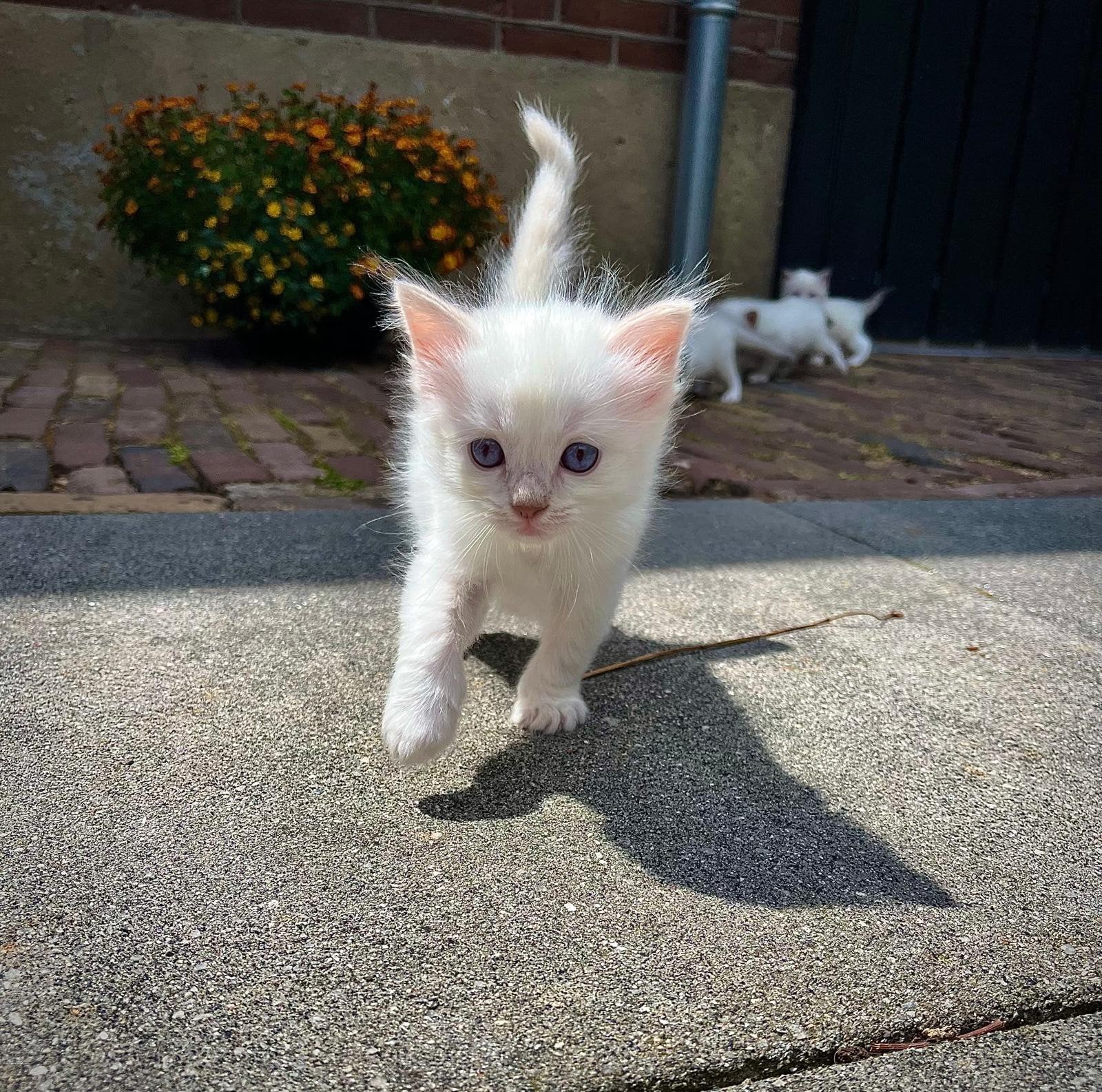 Ragdoll kitten met stamboom – Charlie, Dieren en Toebehoren, Katten en Kittens | Raskatten | Langhaar, Kater, Met stamboom, 0 tot 2 jaar
