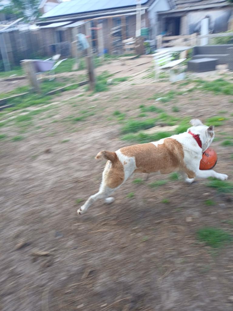 Svend of spike. Wie geeft deze staffordmix zijn 4 ever home, Dieren en Toebehoren, Particulier, Reu, Buitenland, Eén hond