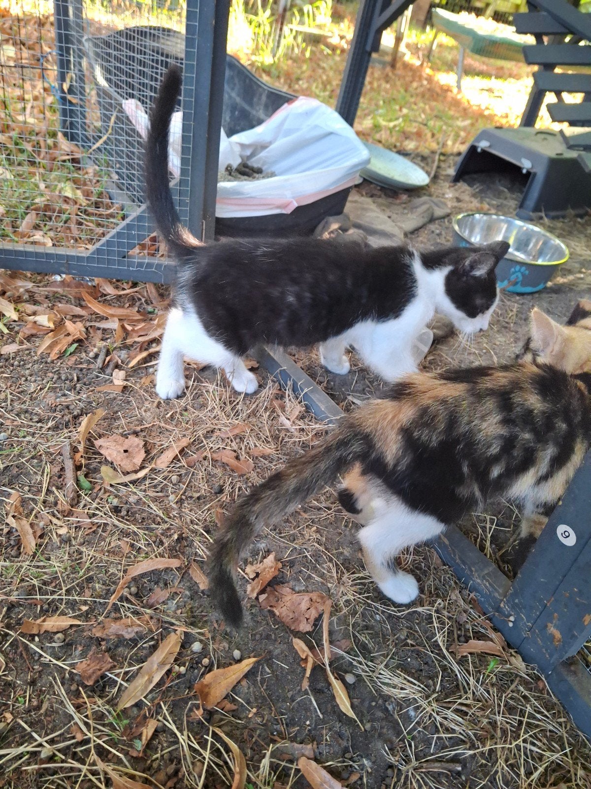 kittens, Dieren en Toebehoren, Meerdere dieren, 0 tot 2 jaar