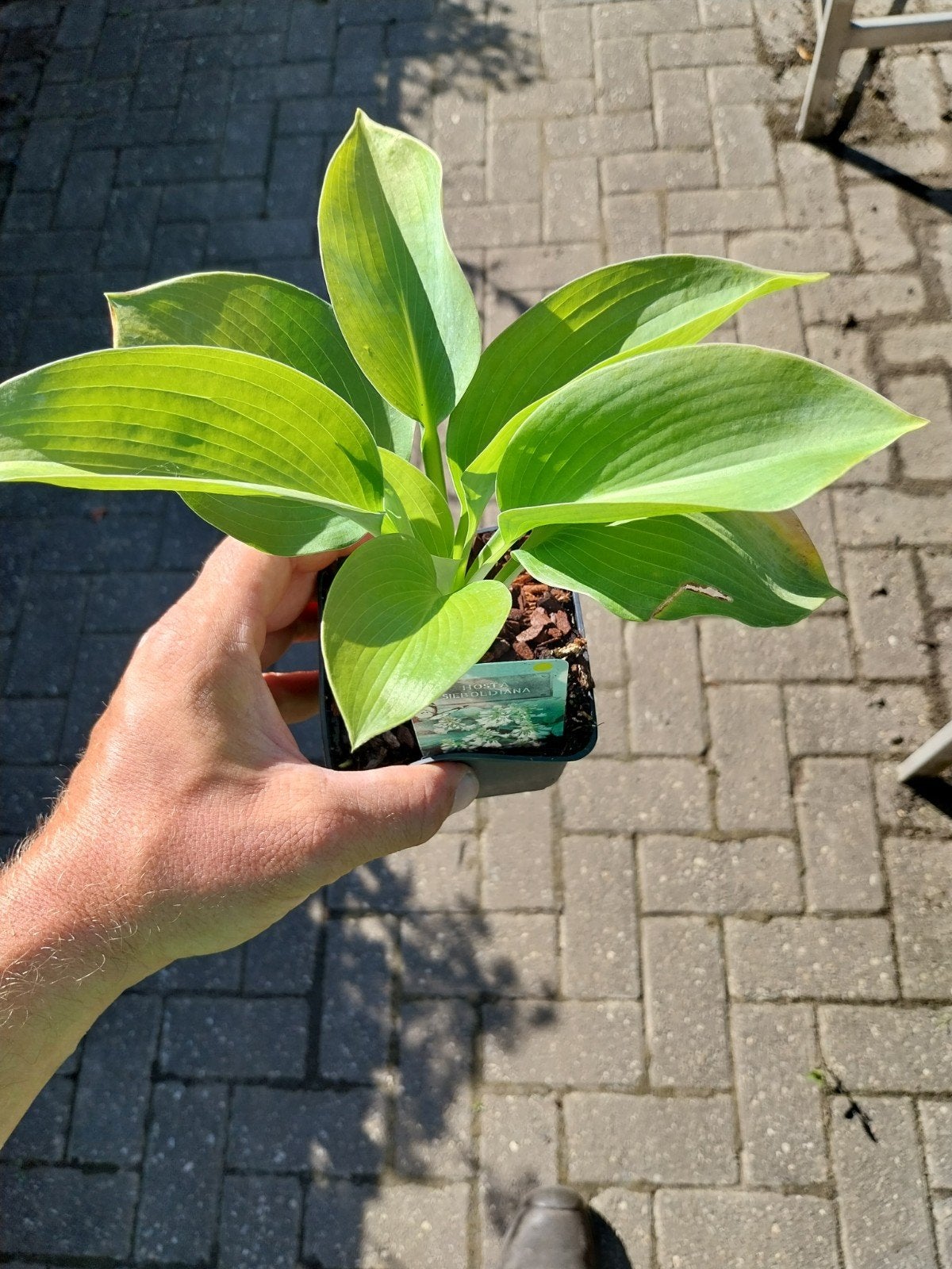 Hosta 'Sieboldiana Elegans', Ophalen, Overige soorten, Halfschaduw