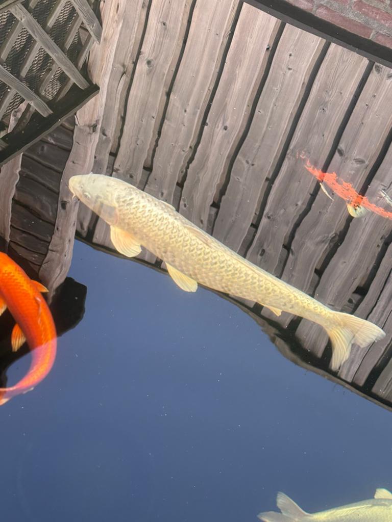 Grote witte koi, Karper of Koi