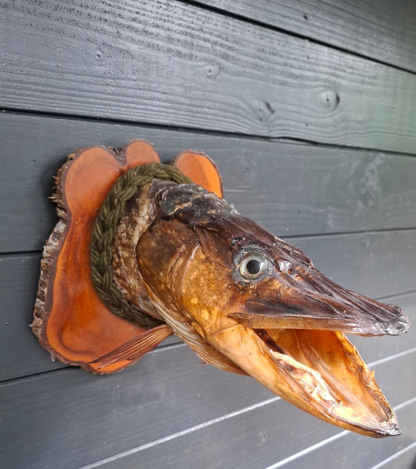 Grote opgezette kop van een snoek, Ophalen of Verzenden