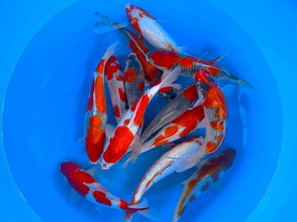 Nieuwe Japankoi, Nisai echte jumbo koi nu al 40/45 cm, Karper of Koi