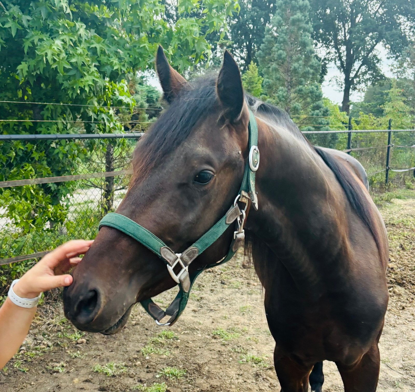 3 jarige D pony, Dieren en Toebehoren, Gechipt, Hengst, 3 tot 6 jaar, Onbeleerd
