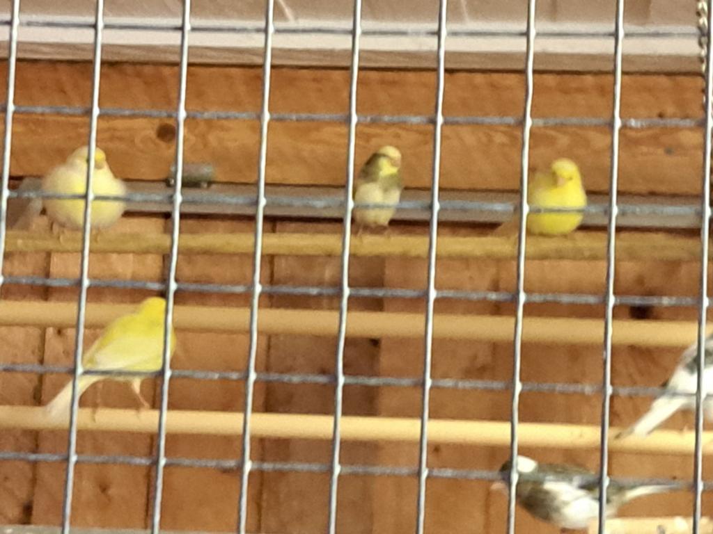 Koppel kanarie.s., Dieren en Toebehoren, Vogels | Kanaries, Meerdere dieren, Kleurkanarie