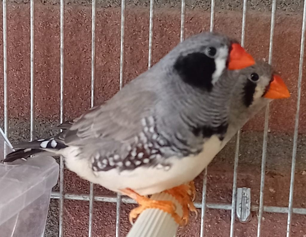 Zwart kop zebravinken, Ophalen, Kooi-accessoires