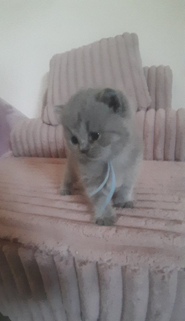 Britse Korthaar kittens uit gezondheidsgesteste ouderdieren., Poes, Met stamboom, 0 tot 2 jaar