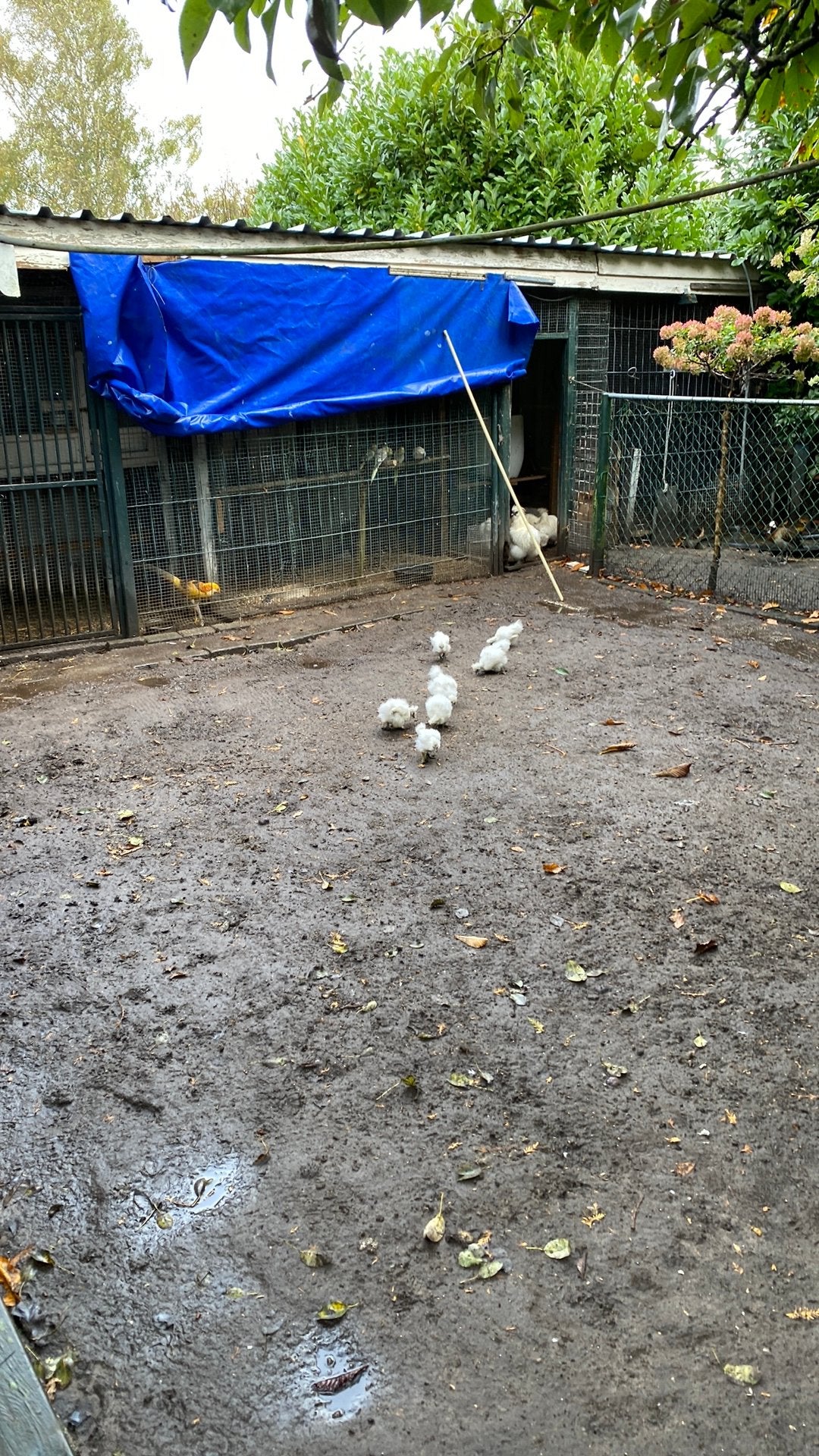 Zijdehoenders, Dieren en Toebehoren, Vrouwelijk