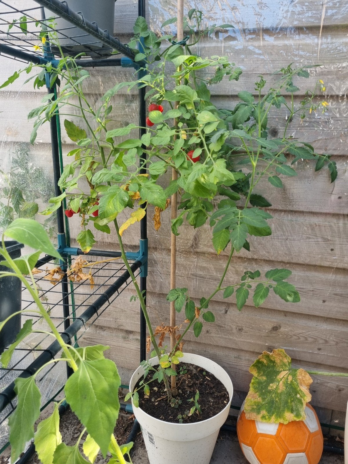 Grote tomatenplant inclusief pot - kleine tomaatjes, Ophalen, Groenteplanten, Eenjarig, Halfschaduw