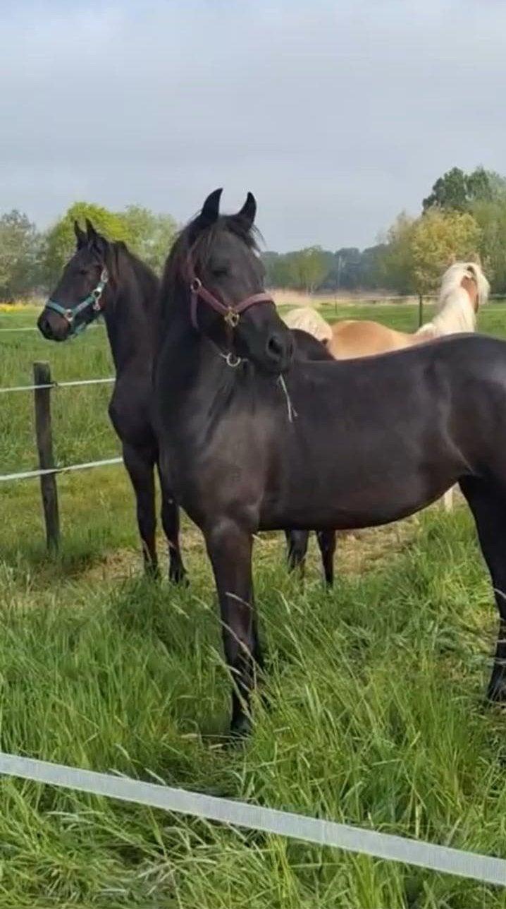 Knappe tweejarige merrie kruising!, Dieren en Toebehoren, Pony's, 0 tot 2 jaar, Onbeleerd, Recreatiepony, Merrie