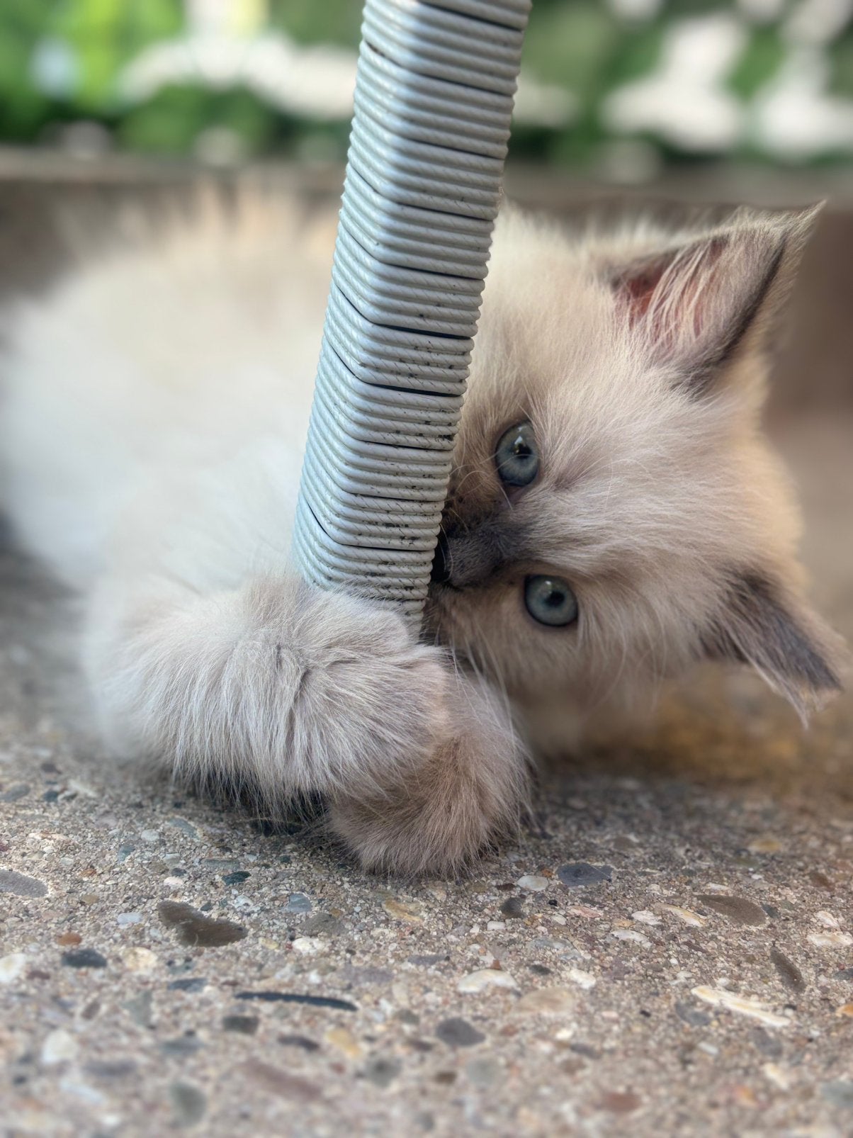 Ragdoll kitten, Poes, Met stamboom, 0 tot 2 jaar
