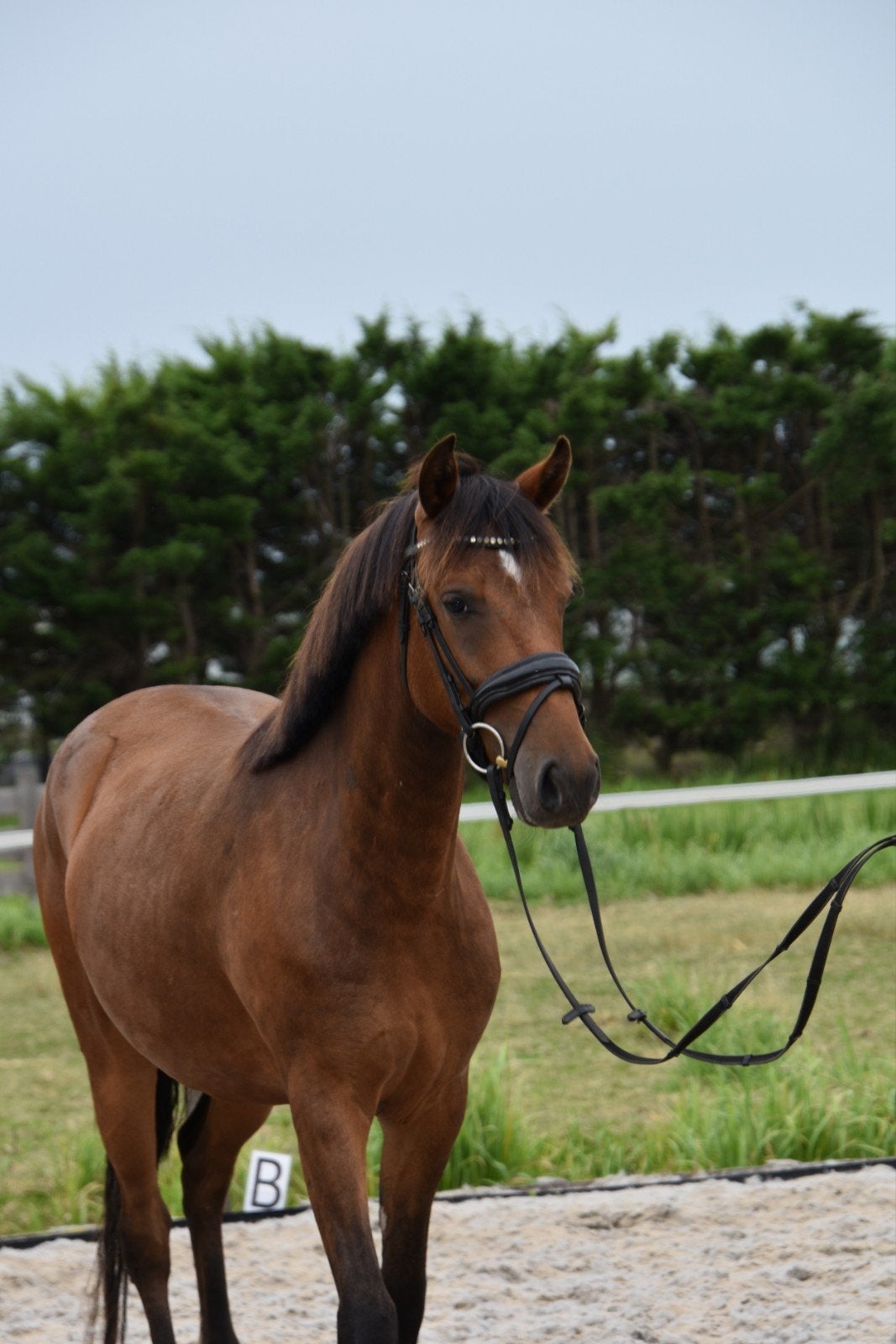 Gave New Forest D pony ruin, Met stamboom, Ruin, Zadelmak, 3 tot 6 jaar