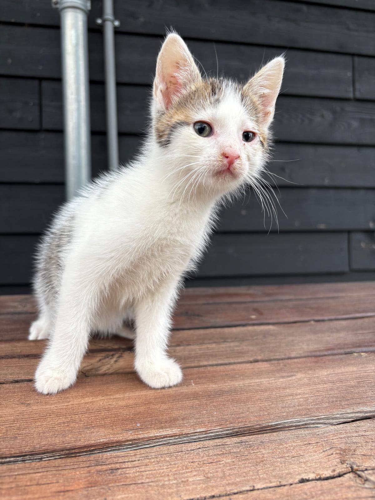 Kittens, Meerdere dieren, Kortharig, 0 tot 2 jaar
