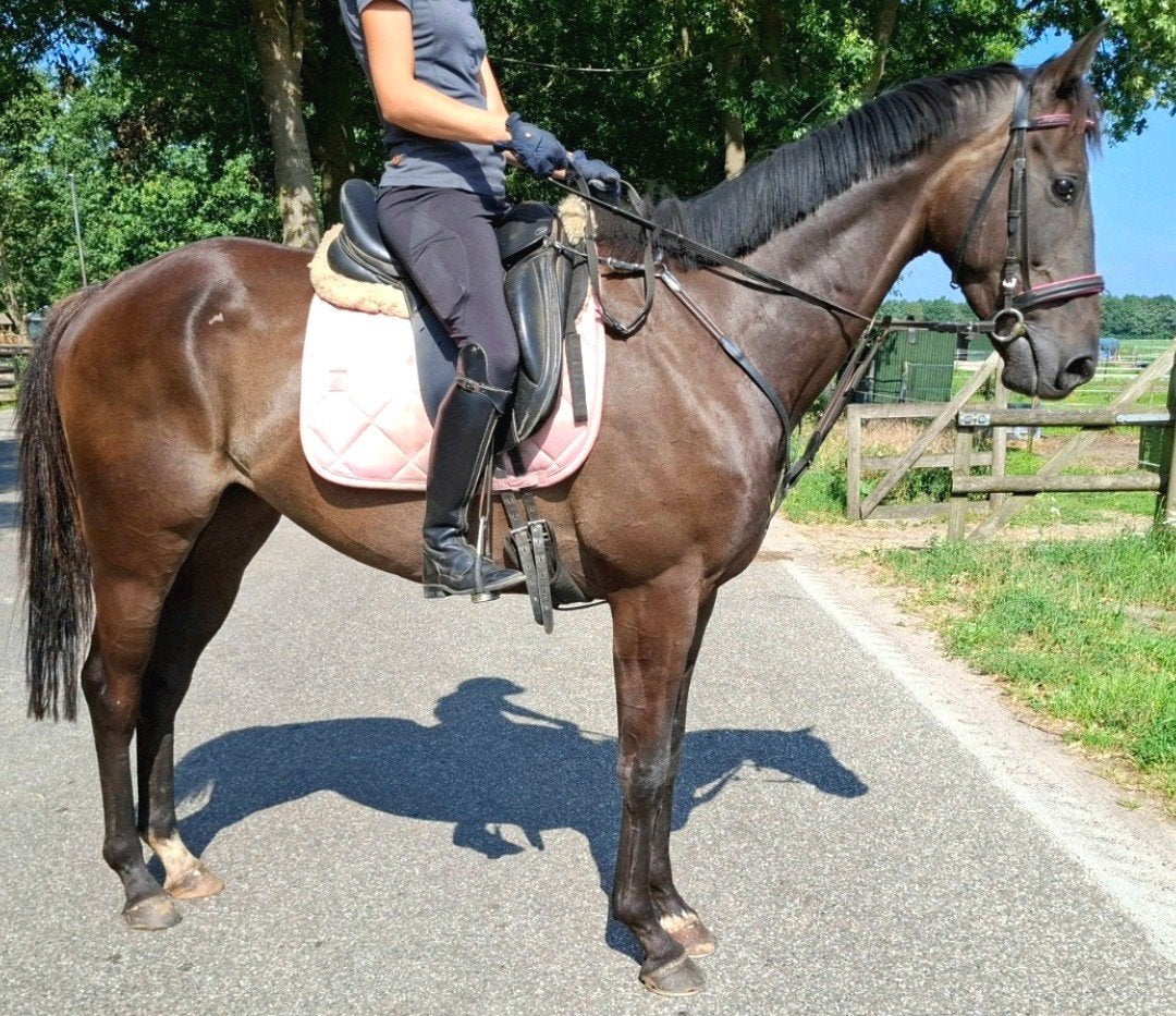 Superbrave 5 jr allrounder 1,67m(recreatie-manege-sport), Dieren en Toebehoren, Ruin, 3 tot 6 jaar, Met stamboom, B