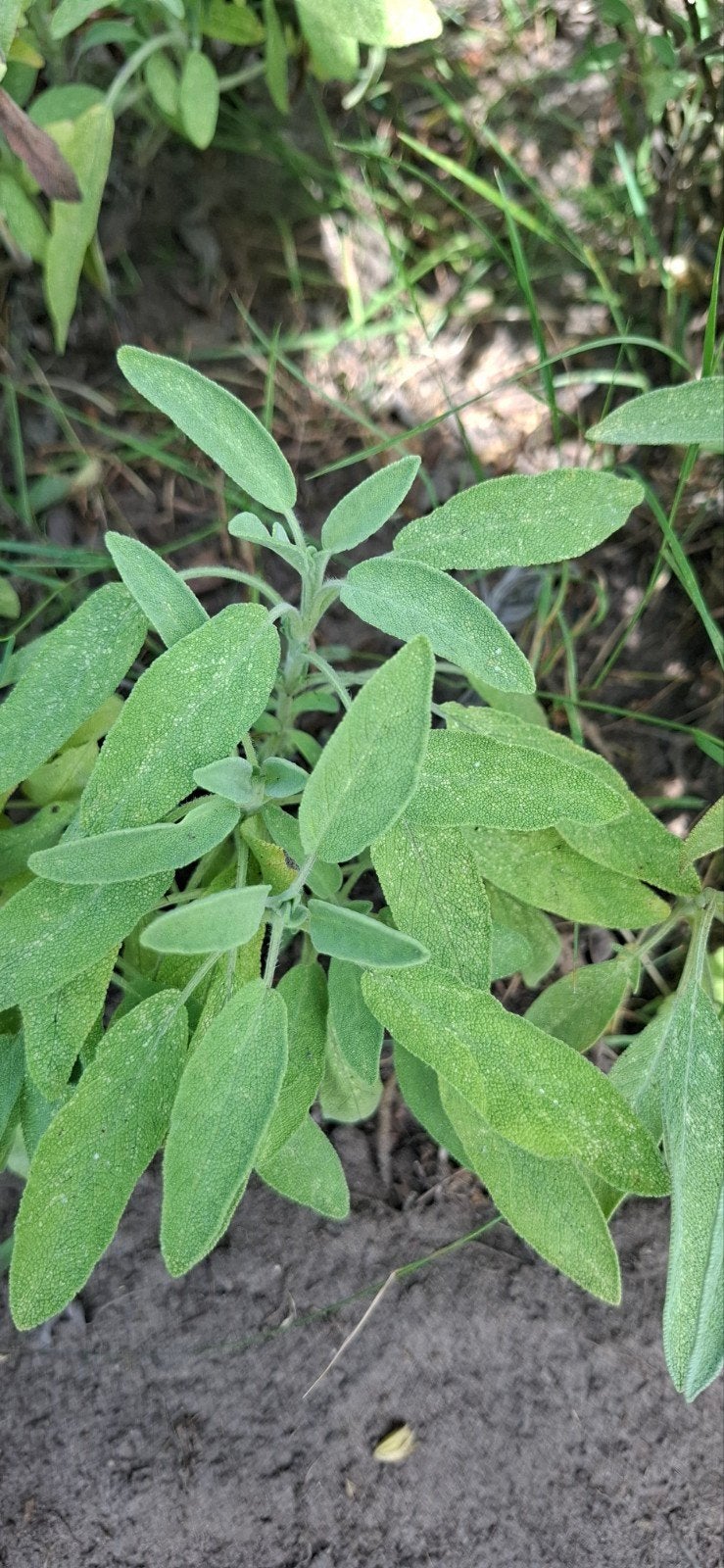 Salie plant (Salvia officinalis), Ophalen