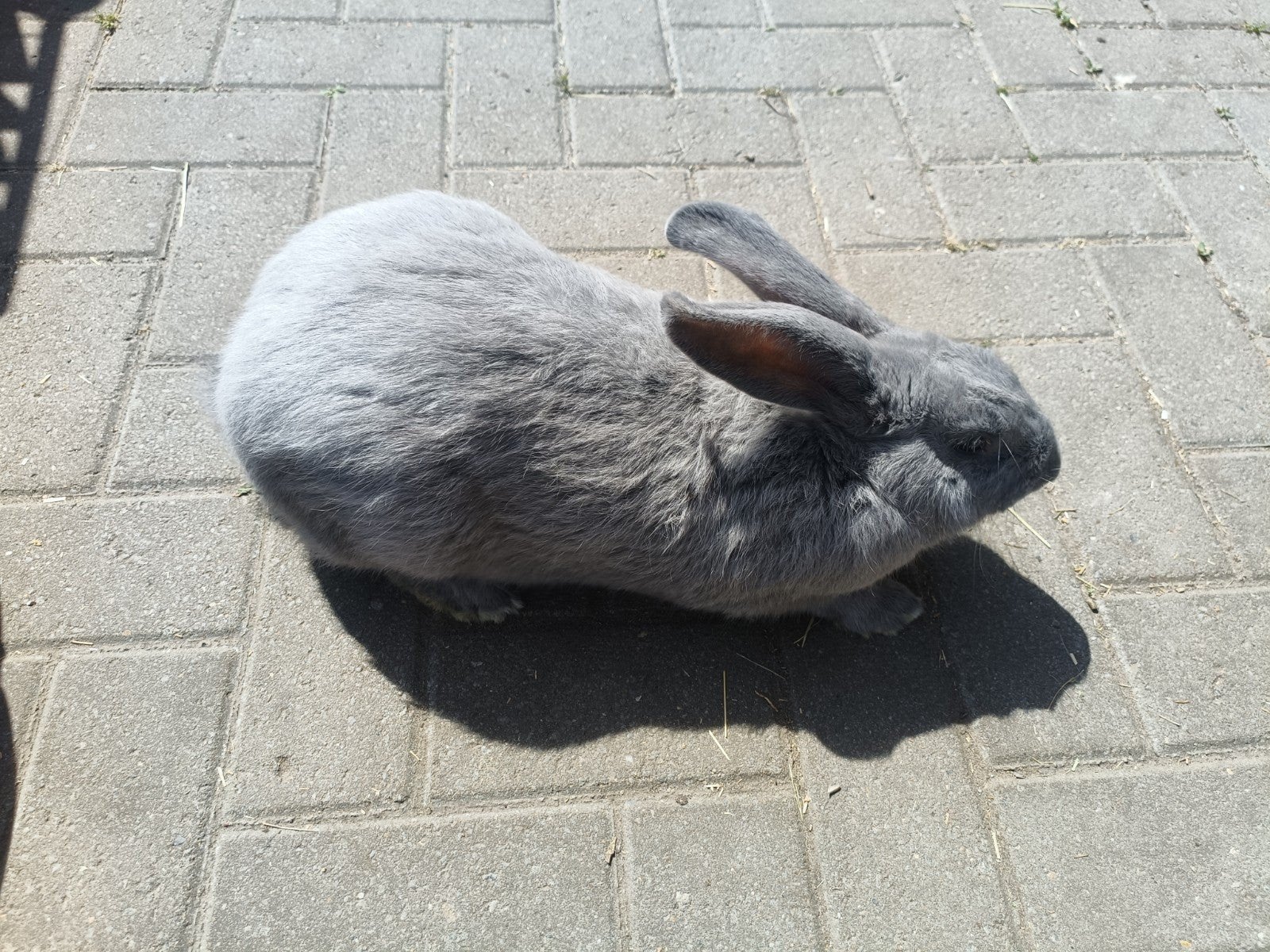 Blauw van Sint Niklaas voedster reuzen Voedster, Dieren en Toebehoren, Vrouwelijk, Groot, 0 tot 2 jaar