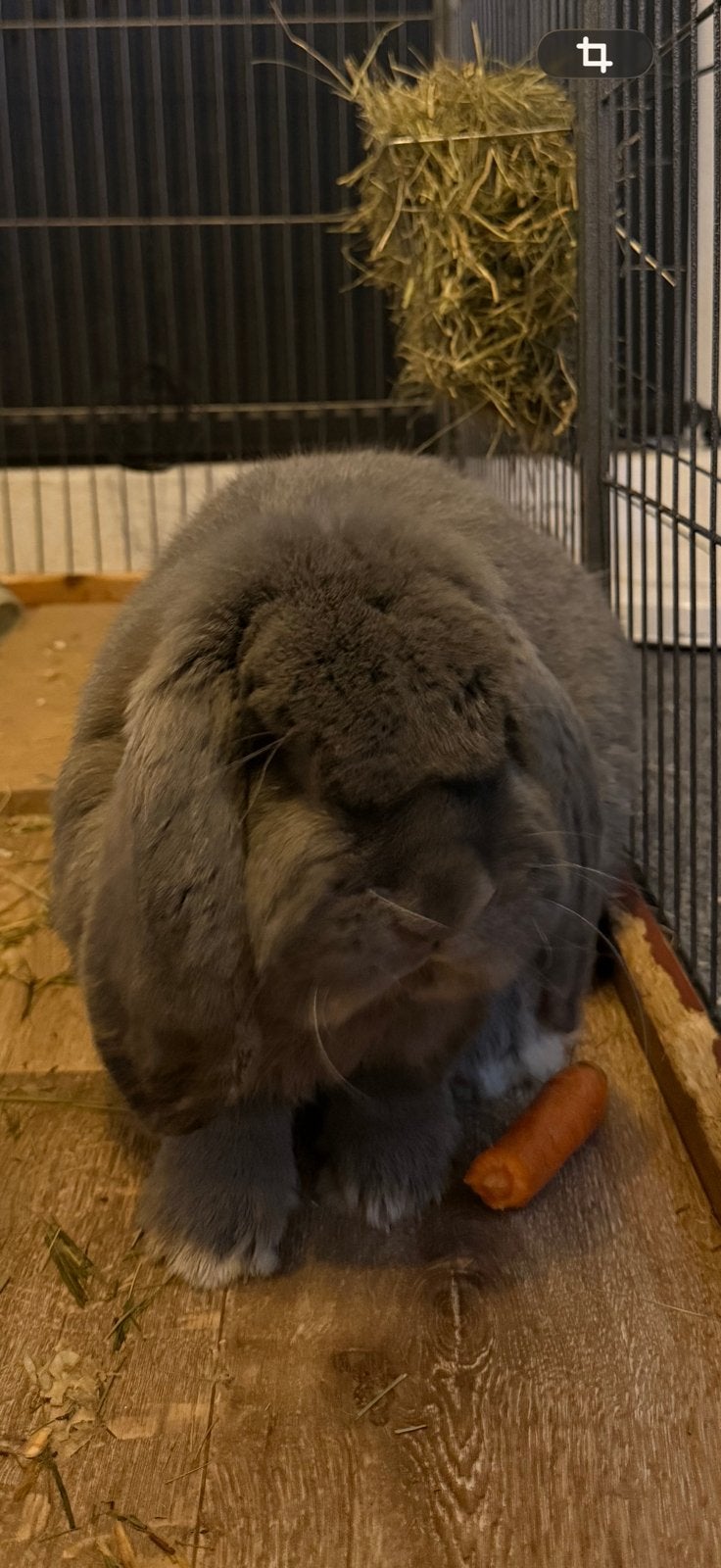 Super lieve franse hangoor met mooi binnenhok, Mannelijk, Groot, Hangoor