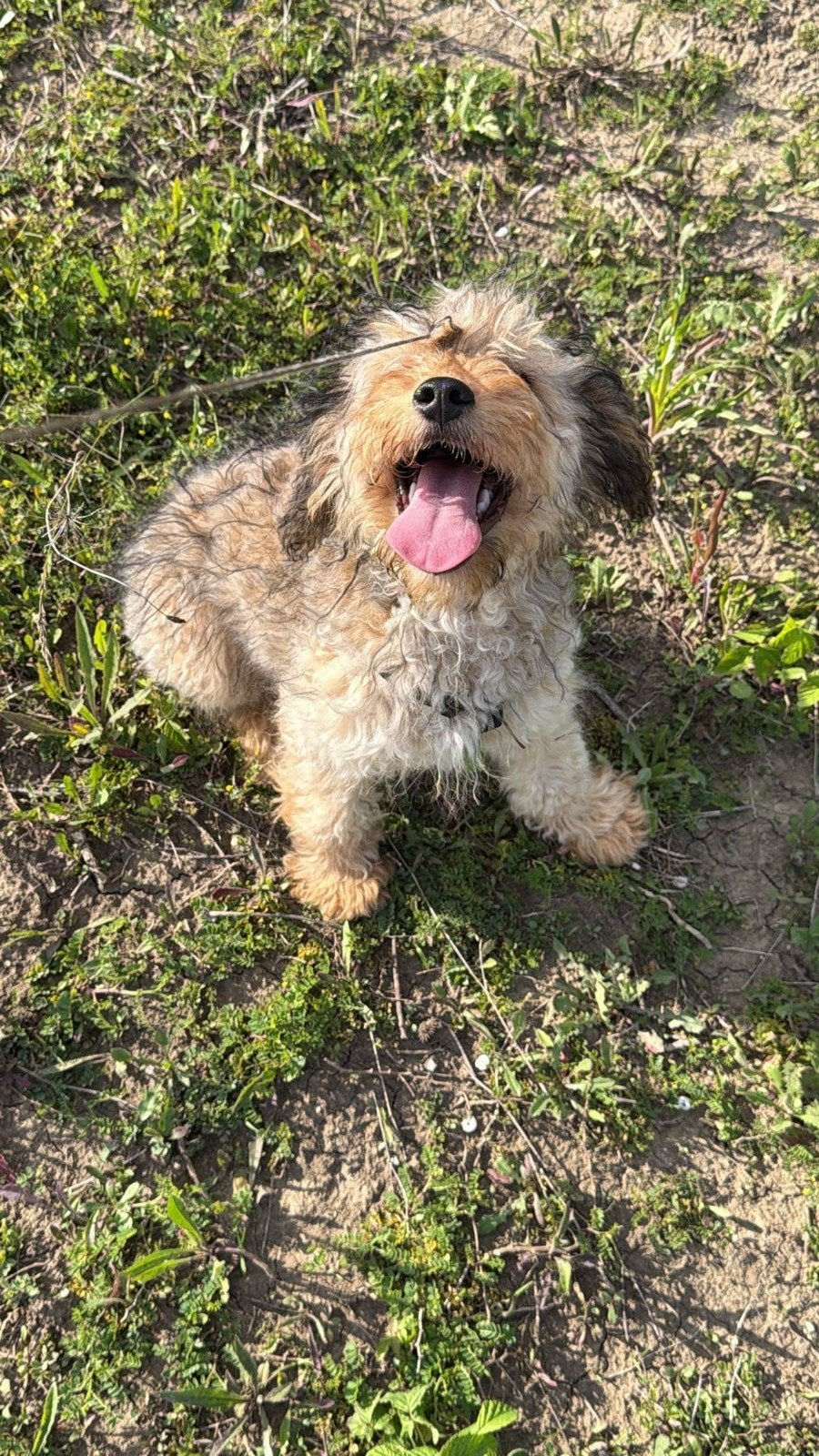 Billy zoekt baasje, Dieren en Toebehoren, Honden | Niet-rashonden, Particulier, 15 weken tot 1 jaar, Reu, Buitenland