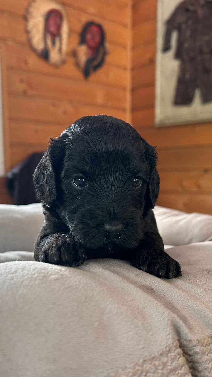 Labradoodle mini, Dieren en Toebehoren, Parvo, Overige rassen, 8 tot 15 weken, Meerdere